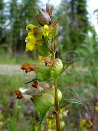 Image result for Rhinacanthus xerophilus