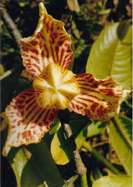 Image result for Monodora junodii