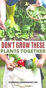 Which Plants Not To Grow Together Grow Plants Growing Vegetables Home Vegetable Garden Garden Companion Planting