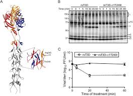 Most, health personnel are immunized against hepatitis b. A Plasmid Based Reverse Genetics System For Animal Double Stranded Rna Viruses Abstract Europe Pmc