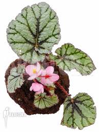 The begonias are native to moist subtropical and tropical climates. Araflora Exotic Flora Mehr Begonia X Fedor