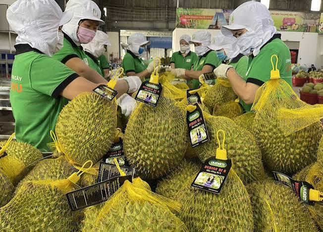 Sầu riêng xuất khẩu từ TP HCM sang Trung Quốc