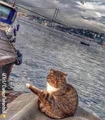 Cats From Istanbul Turkey Cats Istanbul Funny Animal Pictures