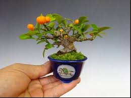 Bonsai Mame Sekarang Ada Beberapa Ukuran Yang Harus Kita Ketahui Bennisobekti Com