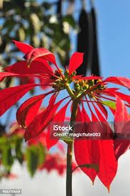 Image result for Euphorbia pulcherrima