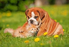 For dogs spayed after their second heat cycle, or not spayed at all, the incidence shoots up to 25% + !!! Pet Safe Weed Killer For 2019 Effective Non Toxic Weed Killers