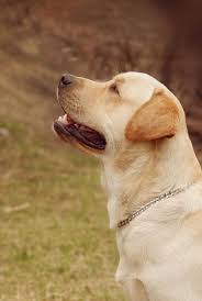 Labrador Retriever Intelligent And Fun Loving With Images Labrador Retriever English Labrador Labrador Retriever Puppies