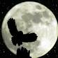 Crafty creatures of the night at NWT Hickling... event in Norwich