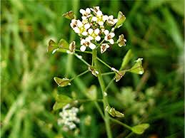 Image result for Capsella bursa pastoris