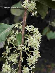 Image result for Gymnosporia glaucophylla