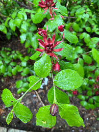 Image result for Sopubia ugandensis