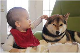 pin by betsy french on people dogs and kids baby dogs japanese dogs