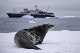 Pin On Antarctica Wildlife