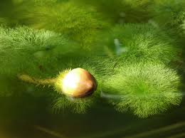 Image result for Limnophila bangweolensis