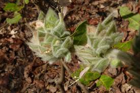 Image result for Dicliptera heterostegia