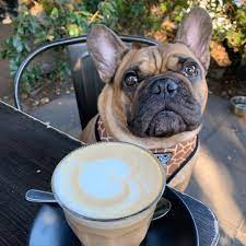 But First Coffee Charge Chase Bld Last Chance To Shop 30 Off Storewide Www Bigandlittledogs Com Bigandlittledogs Dog