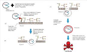 Maybe you would like to learn more about one of these? A Scheme Of Potential Interactions Of Rnases And Receptor On Malignant Download Scientific Diagram