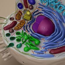 Cell Animal 3d Model Cell Model 3d Cell Model Cell Model Project