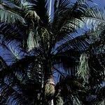 Image result for Acanthophoenix rubra