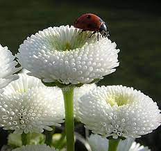 Orchidea farfalla con fiori di vari colori. Pin Su Girasoli E Coccinelle