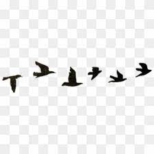 Bird Birds Black Tumblr Nature Edits Png Birds Tumblr Birds Flying Silhouette In Line Transparent Png Flying Bird Silhouette Birds Flying Black Bird Fly