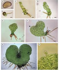 Image result for Pleopeltis macrocarpa