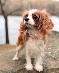Over 4 weeks ago on advertigo. This Adorable 2 Year Old Puppy Is So Tiny It S Hard To Believe He S Fully Grown Cavalier Puppy King Charles Cavalier Spaniel Puppy Cute Baby Animals