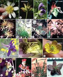 Image result for Menispermaceae