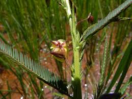 Image result for Chamaecrista mimosoides