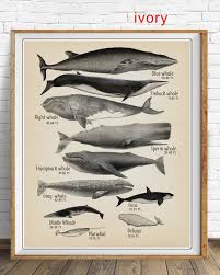 Whale Poster Beach House Art Whale Size Print Bathroom Decor Whale Print Whale Chart Bathroom Art Vi1475