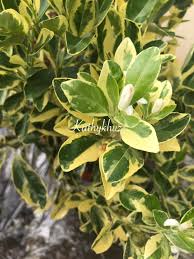 Tak ada apa pun di sini! Limau Kasturi Batik Berbunga Lebat Mini Garden Kathykhuz ÙÙŠØ³Ø¨ÙˆÙƒ