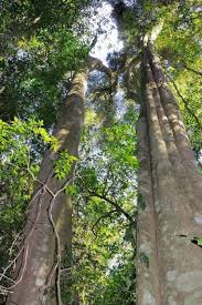 Image result for Cyathea mildbraedii