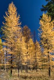 Mexico harbors the world's richest and most complex subtropical coniferous forests. Trees To Know In Central Oregon Deschutes Land Trust