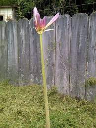 Single stem flowers with no leaves. I Have A Pink Flower On A Stem With No Leaves It Just Popped Up After 10 D Flowers Forums
