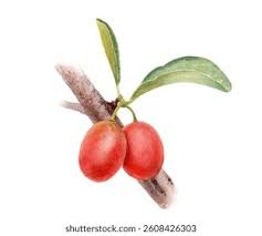 Image result for Ximenia