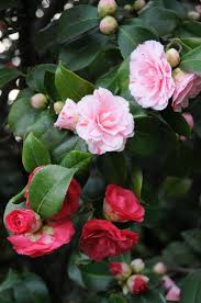 Camellia Japonica Bonomiana Italy 1858 Flores Beleza