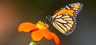 Mariposa Monarca Caracteristicas Que Come Donde Vive