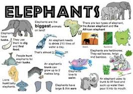 I Used This Elephant Information Placemat To Support My Lower Readers When Sourcing Information For Elephant Information Elephant Facts For Kids Elephant Facts