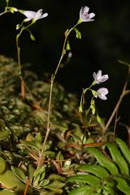Image result for Maerua parvifolia
