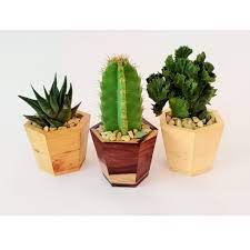 Check out our pot kaktus selection for the very best in unique or custom, handmade pieces from our shops. Pot Kayu Unik Sukulen Pot Kecil Pot Kaktus B03 Shopee Indonesia