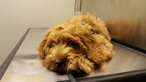 October 07, 2014 1 middle valley animal hospital. Juniper Valley Animal Hospital 64 14 69th Pl Middle Village Ny 11379 Usa