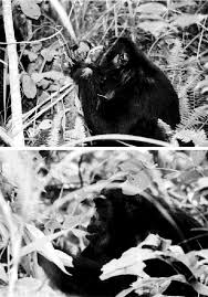 Image result for Vernonia kirungae