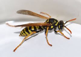 Wasp Spray Archives Roneyzone Productions Wasp Insect Species Insects