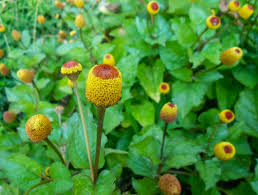 Image result for Spilanthes