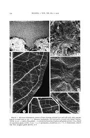 Image result for Afrostyrax