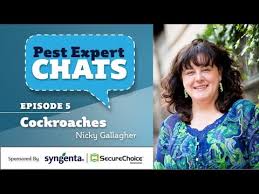Brown recluse spiders, ants, termites & more. Dr Nicky Gallagher On Pest Expert Chats Episode 5 Cockroaches Youtube