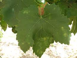 Powdery mildew is a common summer problem on many types of vegetables and cut flowers. Powdery Mildew Of Grapevines In Western Australia Agriculture And Food