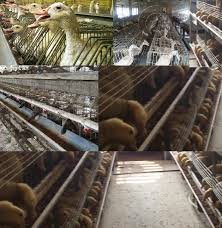 Rebanas mempunyai banyak koleksi gambar seperti gambar bebek yg bagus, cara membuat kandang itik yang benar ternak pertama dan kandang itik model postal. Ternak Bebek Petelur Sistem Baterai