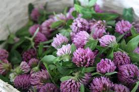Pin On Herbs And Herbal Remedies