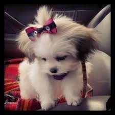 The cheapest offer starts at £100. 50 Teddy Bear Puppies Ideas Teddy Bear Puppies Puppies Mini Teddy Bears